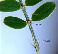 Leaf-Stipules and a gland between 2 basal pair of leaflets